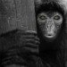 Spider Monkey